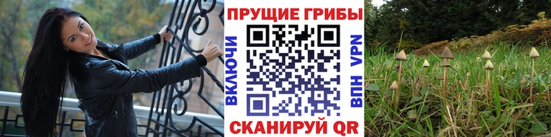купить наркоту  Ковдор  мориарти Telegram  Галлюциногенные грибы ЛСД  hydra как войти 